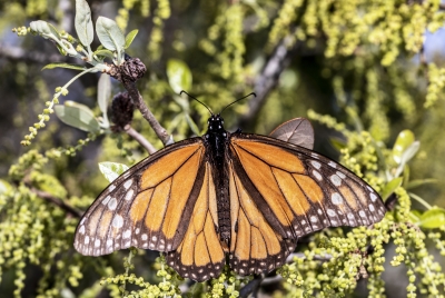 Monarch Butterfly March 2020